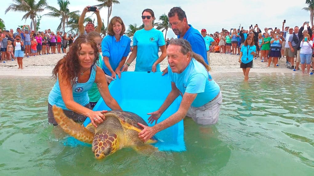 dedicated to the rescue and release of sea turtles in Marathon Florida 
