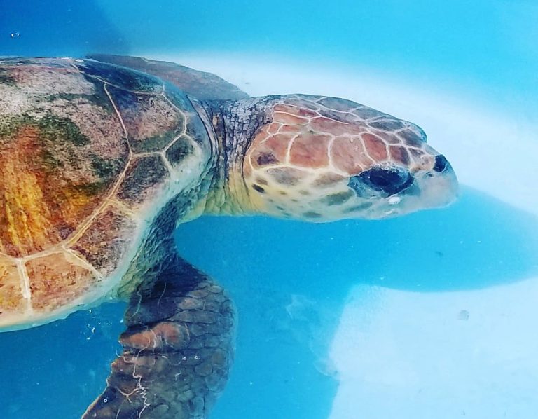 the turtle hospital 768x598