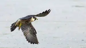 falcon flying in  Marathon Fl