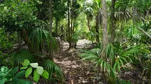 photo os hiking trail surrounded by think dense forst 