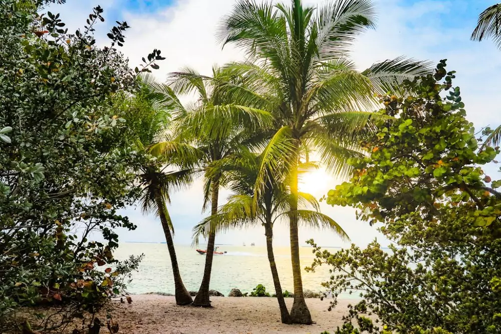 Coconut trees in Key West, Florida