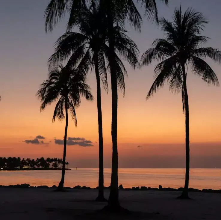 Palm trees swaying in Marathon Flroida